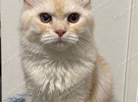 Beautiful male Persian