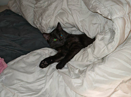 Female cat
