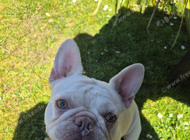 Loving French Bulldog Looking for the Right Forever Home