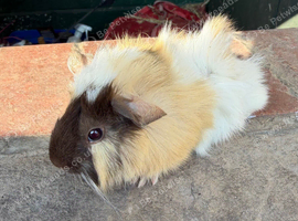 Gorgeous baby guineas boys & girls