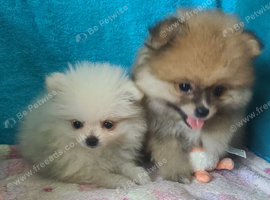 Pomeranian puppies ready now