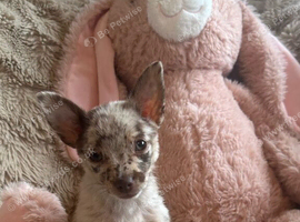 Beautiful chihuahua puppies