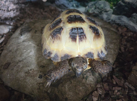 Horsefield tortoise