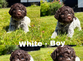 Lagotto Romagnolo puppies