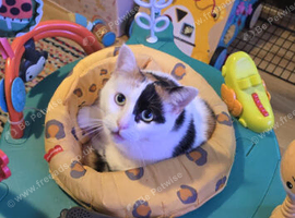 Female cat