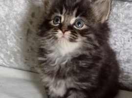 Adorable kittens