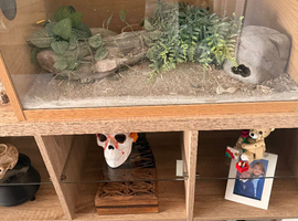 Leopard Gecko and full set up