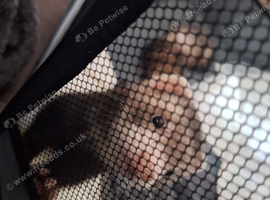 8 week old male ferret &pound;50