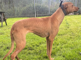 12 MONTH OLD LURCHER NEEDING NEW HOME