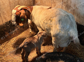 Nanny goat with twins