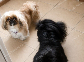 3 Pekingeses Puppies