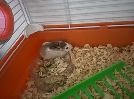 Hamster