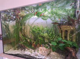 Aquatic plants
