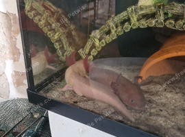 Axolottle babies ready in 3 weeks