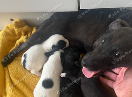 Patterjack puppies for sale