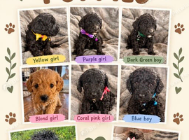 Beautiful cockapoo puppies for sale
