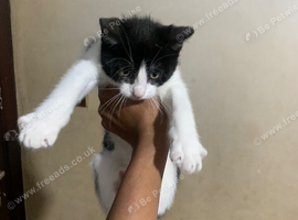 male kitten for sale