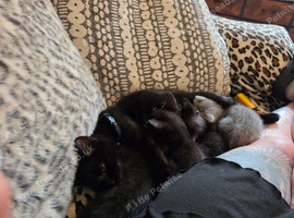 Two black kittens