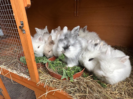Lionhead Bunnies