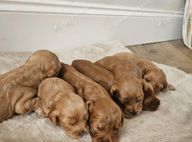 Beautiful cockapoo puppies for sale