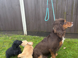 Beautiful cocker spaniel puppies