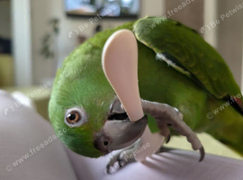 Yellow naped Amazon