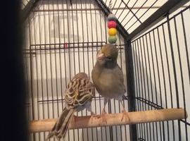 Lovely pair of canarys an breeding cage for sale
