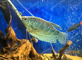12x Opaline gouramis