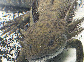 Dark hypo axolotl