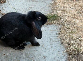 Beautiful Black Lop Rabbit Looking For A New Home