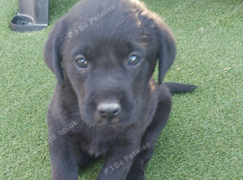 Puppy labrador