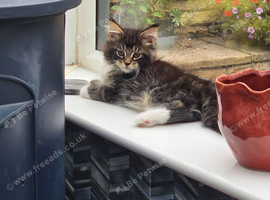 XL full Maine coon kittens - Ready now