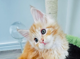 Beautiful Maine Coon Kittens