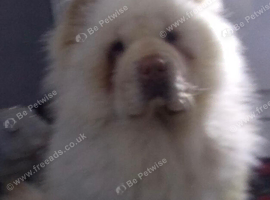 Kc chow chow puppies