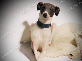 Beautiful girl sadly for sale