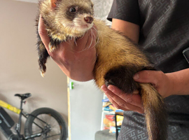 Male intact ferret