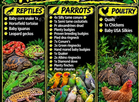 Birds and reptiles