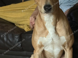 Saluki bull lurcher