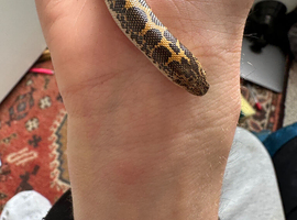 Kenyan sand boa