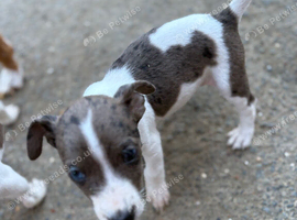 Jack Russell x patterdale
