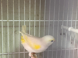 Yellow Diamorphic Canary Hens x 2