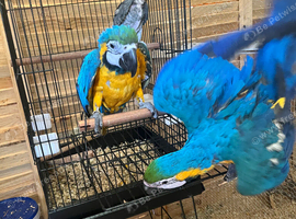 Blue and Gold Macaw