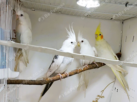 Cockatiels beautiful young female birds