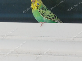 Breeding hen