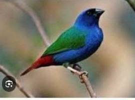 Forbes parrot finches