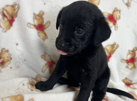 Labrador puppies