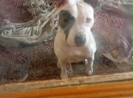 Gorgeous staffie seeking holistic home.