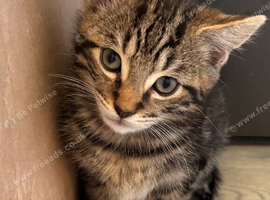 1 Beautiful Tabby Kitten left