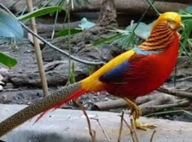 Golden or Lady Amherst pheasant wanted