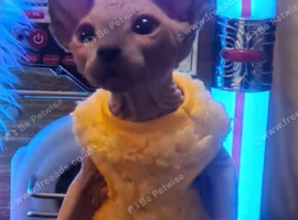 Sphynx kittens